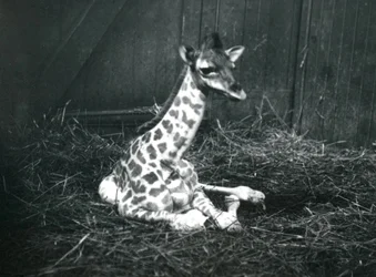 Un bébé girafe, environ 7 heures, assis parmi le foin au zoo de Londres, mars 1913